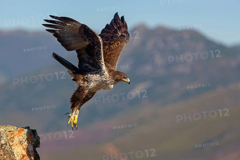 Bonelli's eagle (Hieraaetus fasciatus), Aigle de Bonelli, Águila-azor Perdicera, Tawi Atayr, Salalah, Dhofar, Oman