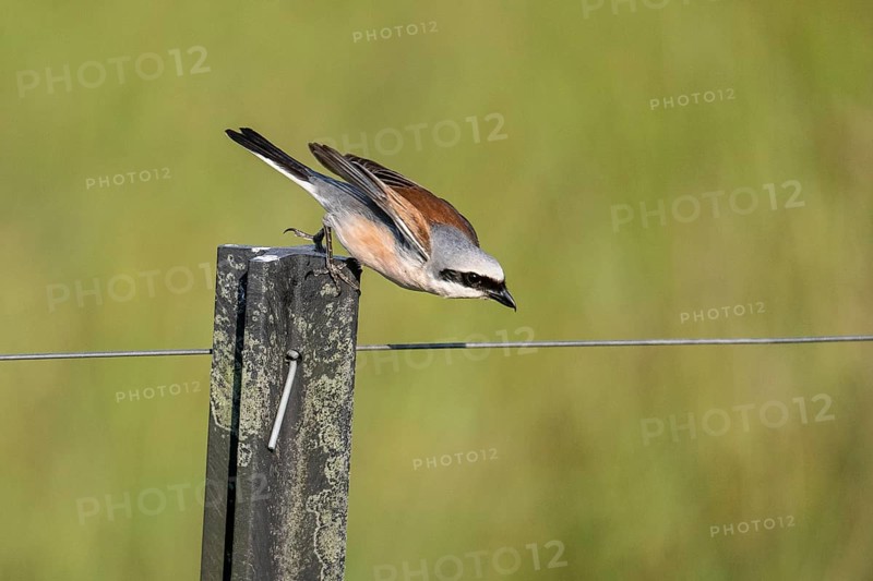 Red-backed shrike (Lanius collurio), Emsland, Lower Saxony, Germany