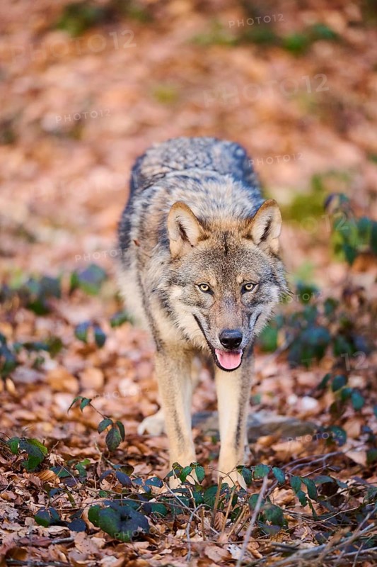 Close-up of a Eurasian wolf (Canis lupus lupus) in a forest in spring, Bavarian Forest National Park, Germany