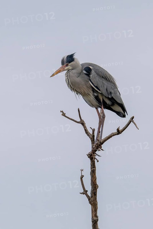 Grey heron (Ardea cinera), sitting on a branch, Vienna, Austria
