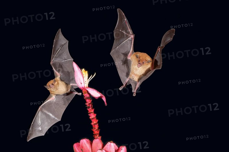 Two Orange nectar bats (Lonchophylla robusta) hovering and drinking the nectar from a wild red banana plant flower (Musa velutina) in the rain forest, Costa Rica