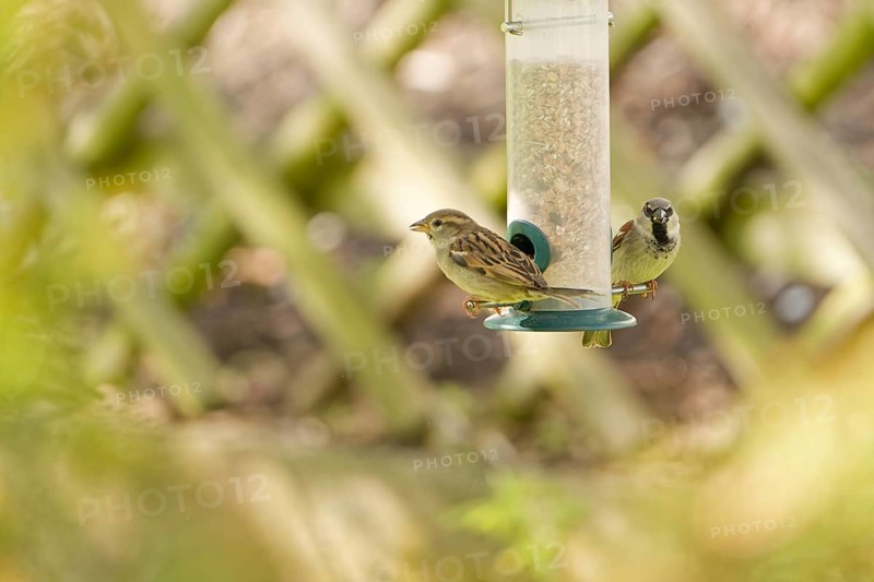 Sparroeating seeds from a feeder. seasonal bird feeding. Bad Salzschlirf, Hessen, Germany