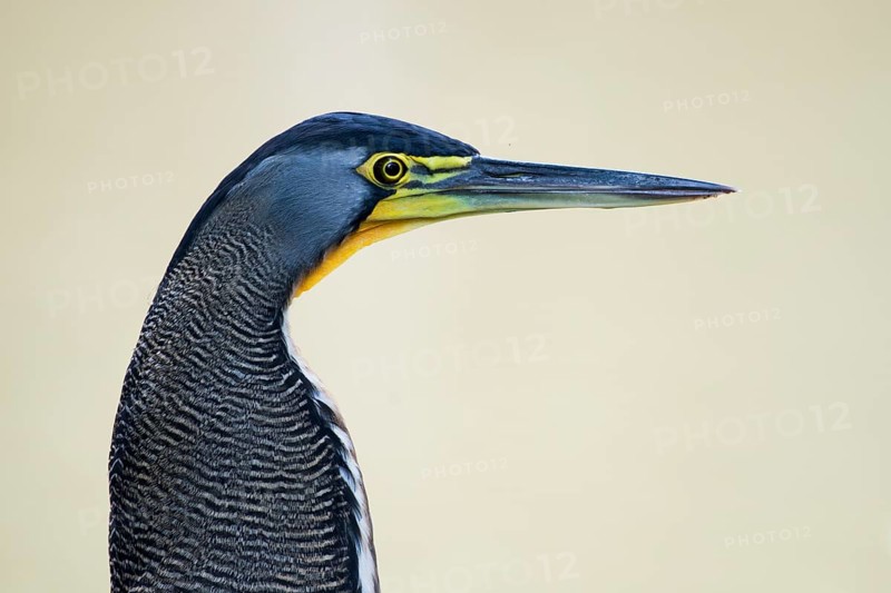 Fasciated tiger heron (Tigrisoma fasciatum), portrait, Limón Province, Costa Rica