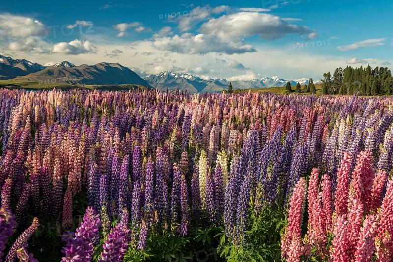 Lupine field (Lupinus) on the shores of Lake Tekapo, Tekapo, Canterbury Region, Southland, New Zealand