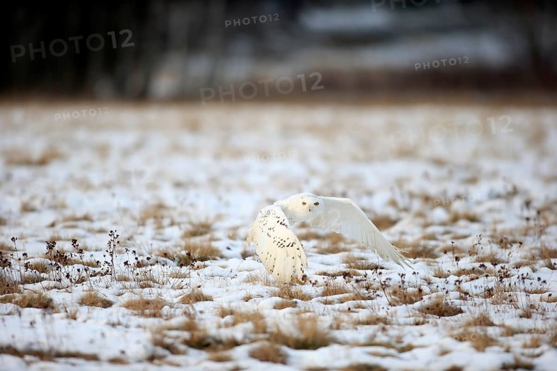 Snowy Owl, Great white owl (Nyctea scandiaca) adult flying up in snow, winter, Zdarske Vrchy, Bohemian-Moravian Highlands, Czech Republic