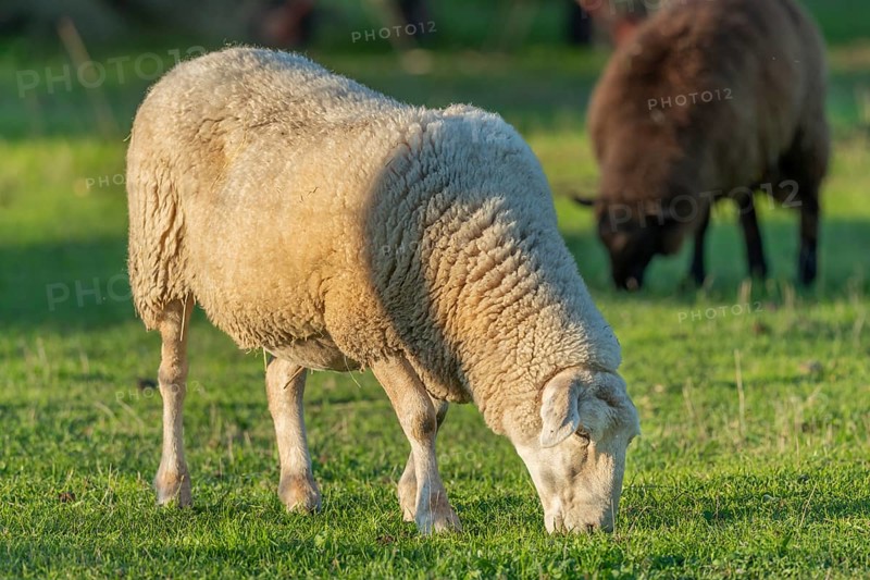 Sheep eating grass in a pasture in late summer. France