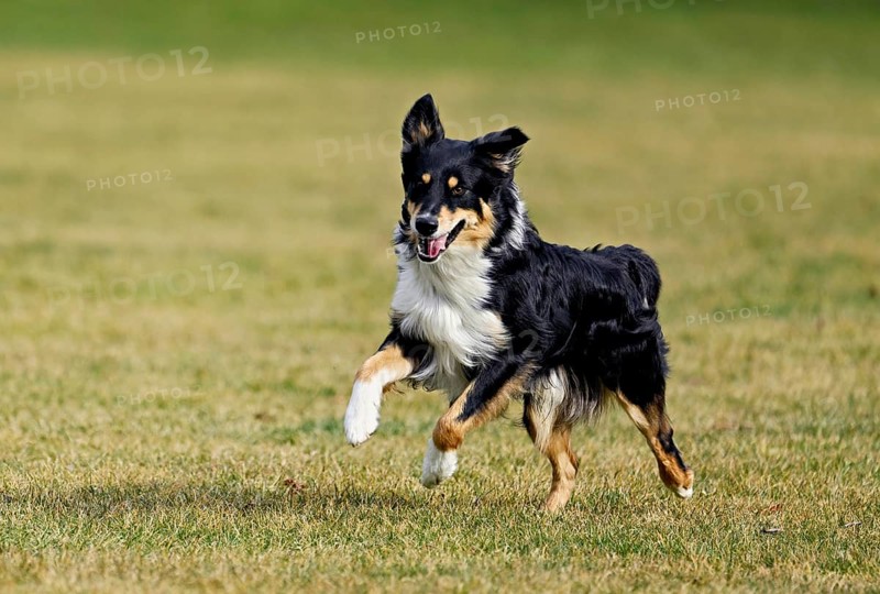 Mixed breed dog between Border Collie and Australian Shepherd jumps across meadow, Switzerland