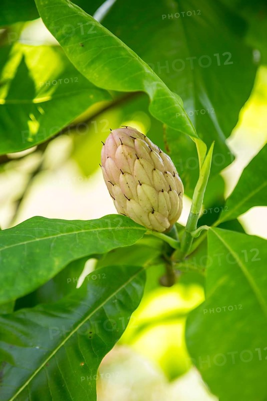 Fruiting on an umbrella magnolia (Magnolia tripetala), Saxony, Germany