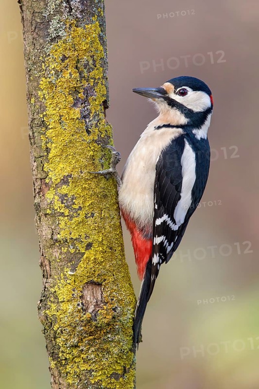 Great Spotted Woodpecker (Dendrocopos major) male climbing tree, Poland