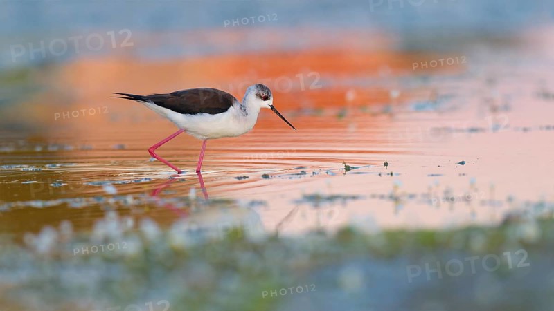 Black-winged Stilt (Himantopus himantopus), walking through shallow water, evening light, Extremadura, Spain