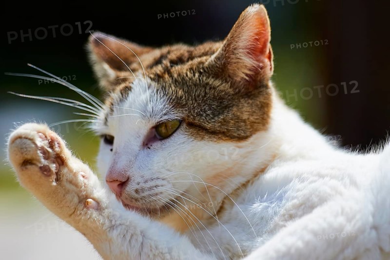 A cat cleans itself in the sunlight and looks relaxed and clean, Kalithea, cat station, Rhodes, Dodecanese, Greek Islands, Greece