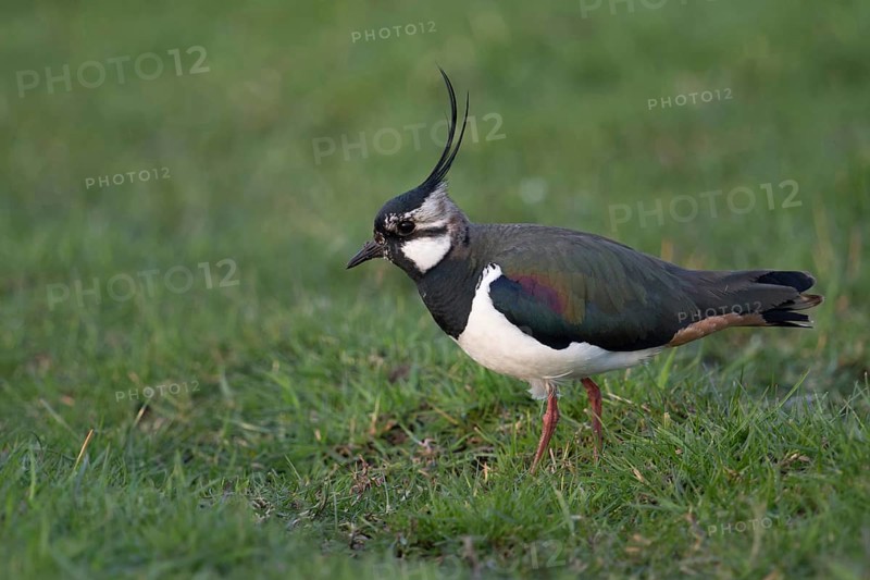 Northern Lapwing (Vanellus vanellus) on grass field, Netherlands