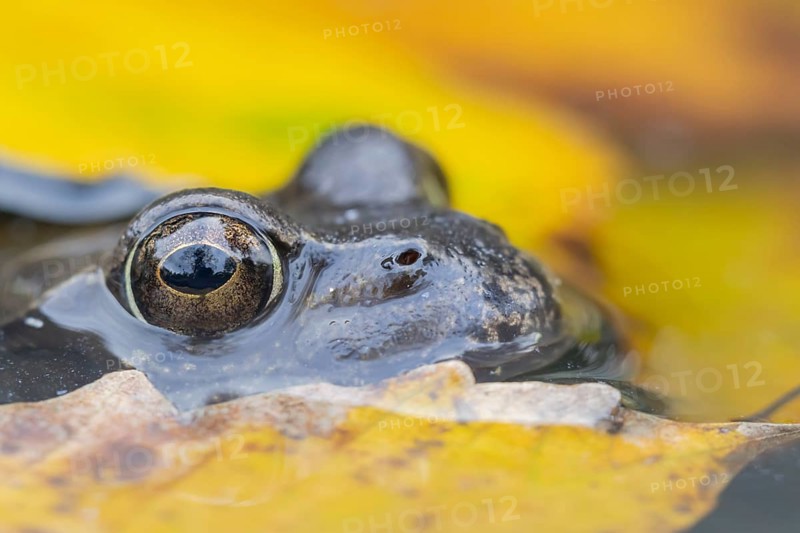 Common frog (Rana temporaria) adult amphibian on the water surface of a pond with fallen autumn leaves, England, United Kingdom