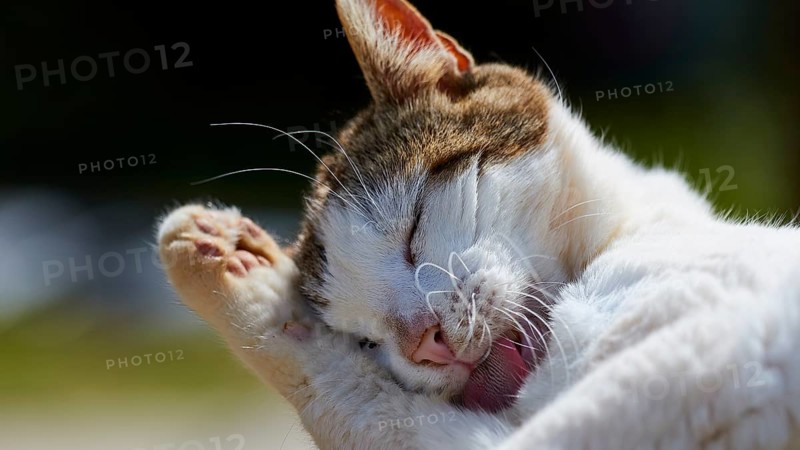 Cat licks its paw and looks relaxed and caring, Kalithea, cat station, Rhodes, Dodecanese, Greek Islands, Greece