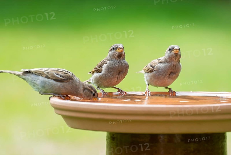 House sparrows (Passer domesticus) standing on a bird bath and drinking water, Lower Saxony, Germany