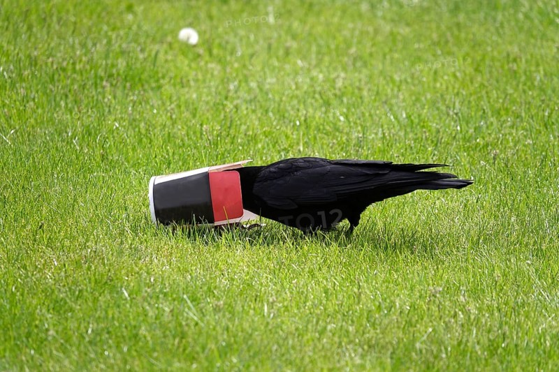 Crow with fast food in a meadow, Germany