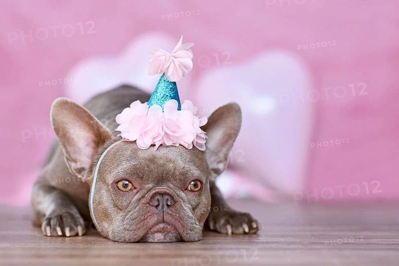 French Bulldog dog with birthday part hat in front of blurry pink background