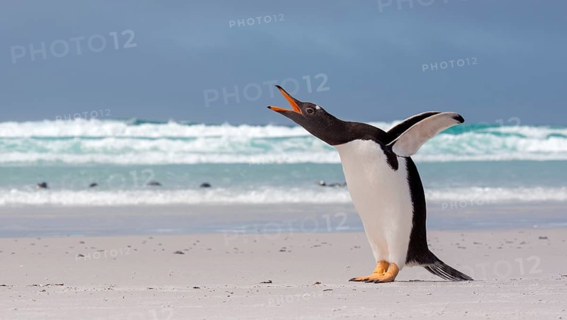 Gentoo Penguin (Pygoscelis papua) calling, Falkland Islands