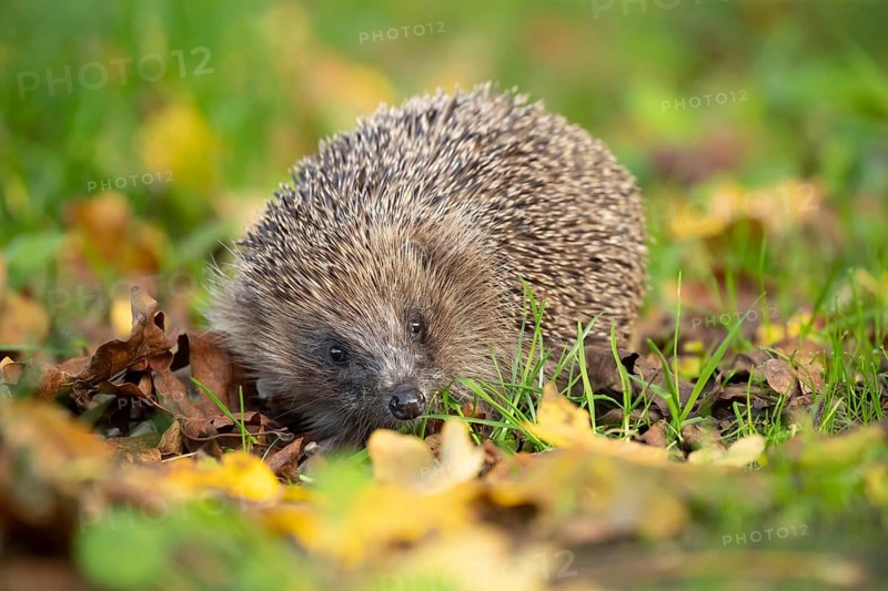 European hedgehog (Erinaceus europaeus) adult animal amongst fallen autumn leaves on a garden lawn, England, United Kingdom