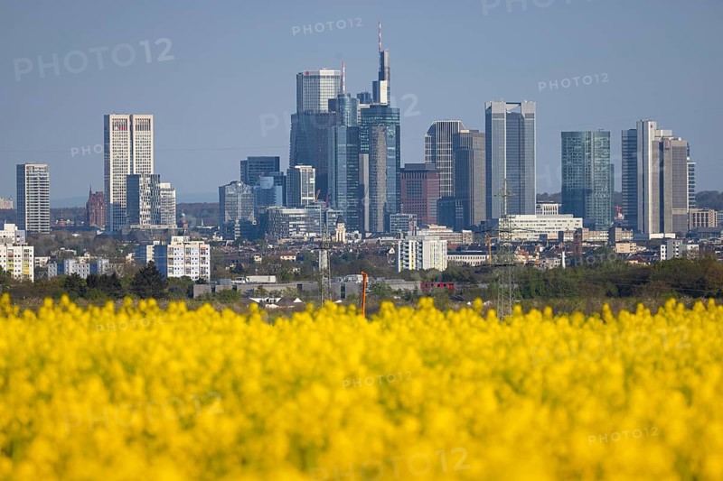 Rape fields bloom in spring in front of the Frankfurt banking skyline, Frankfurt am Main, Hesse, Germany