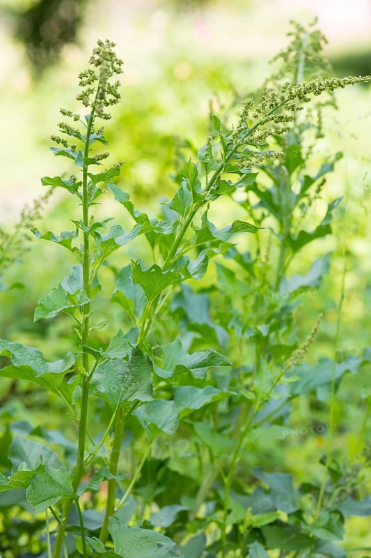 Good Henry (Blitum bonus-henricus) in the historic apothecary garden next to the ruins of the Heilig Kreuz monastery, Meissen, Saxony, Germany