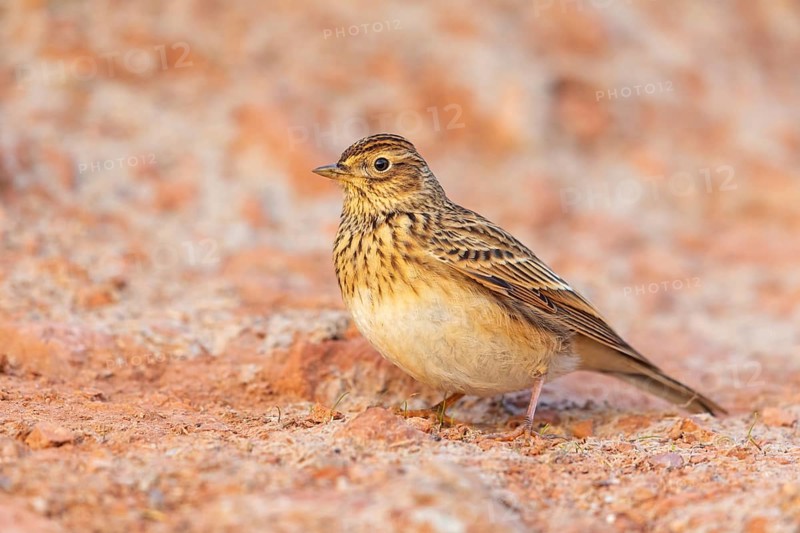 Skylark, Eurasian Sky Lark, Eurasian Skylark, Alauda arvensis, Alouette des champs, Alondra Com?n, Erpolzheim, Bad Dürkheim district, Rhineland-Palatinate, Germany