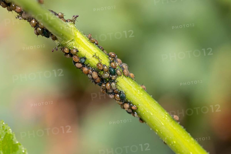 Macro photograph of a plant stem with aphids (Aphidoidea), Neunkirchen, Lower Austria, Austria