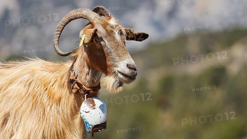 Brown goat with horns, relaxed in mountainous landscape, goat (s), free-range, central north of the island, mountains, Karpathos, Dodecanese, Greek Islands, Greece