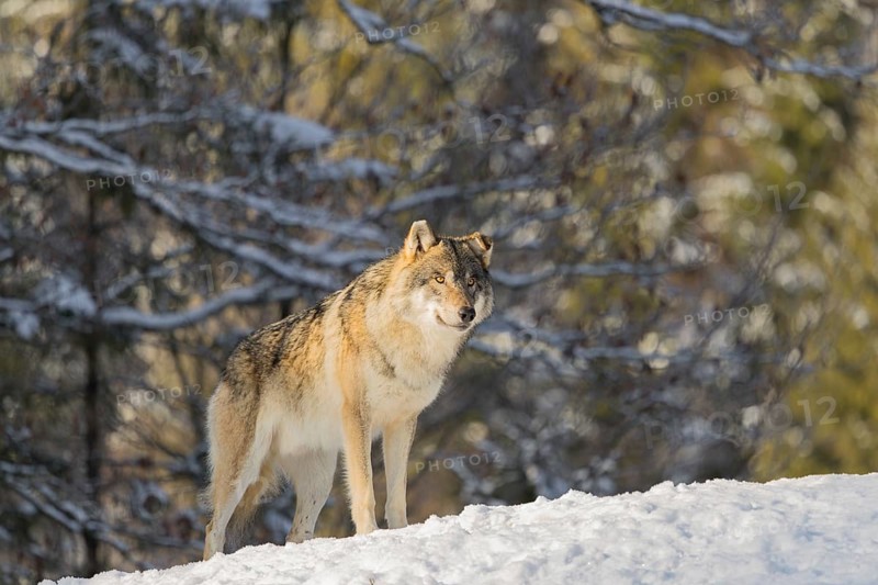 An adult male grey wolf (Canis lupus lupus) stands on a sloping, snow-covered meadow at the edge of a forest on a cold, sunny day