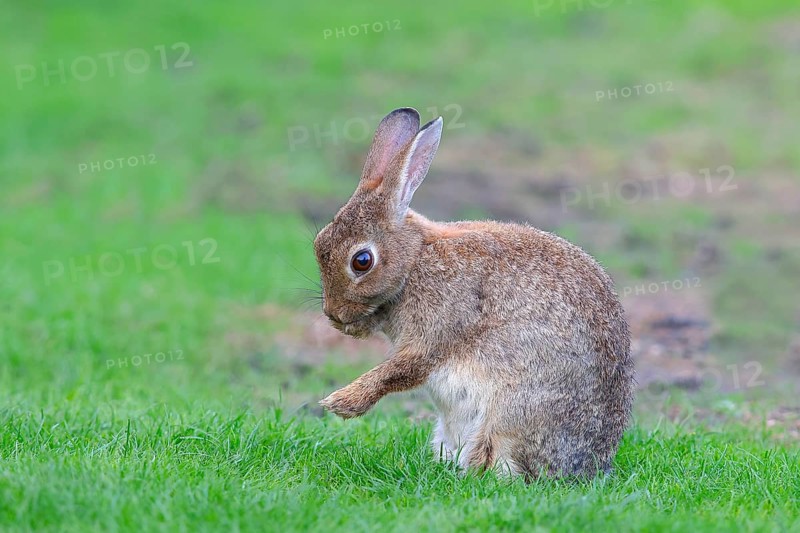 European rabbit (Oryctolagus cuniculus) cleaning itself, sitting in a meadow, Fehmarn Island, Schleswig-Holstein, Germany