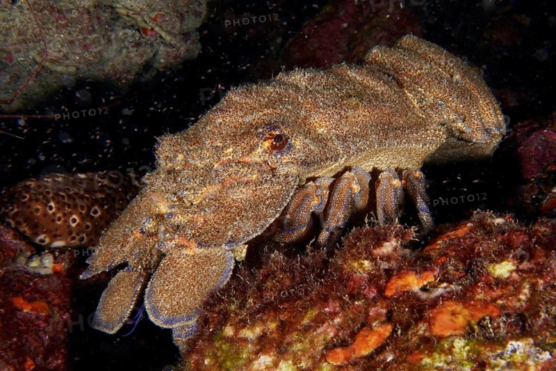Close-up of a Mediterranean slipper lobster (Scyllarides latus) on rocks, dive site Punta Negra, Las Galletas, Tenerife, Canary Islands, Spain