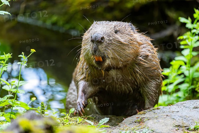 Eurasian beaver (Castor fiber) on the ground in the evening, Bavaria, Germany