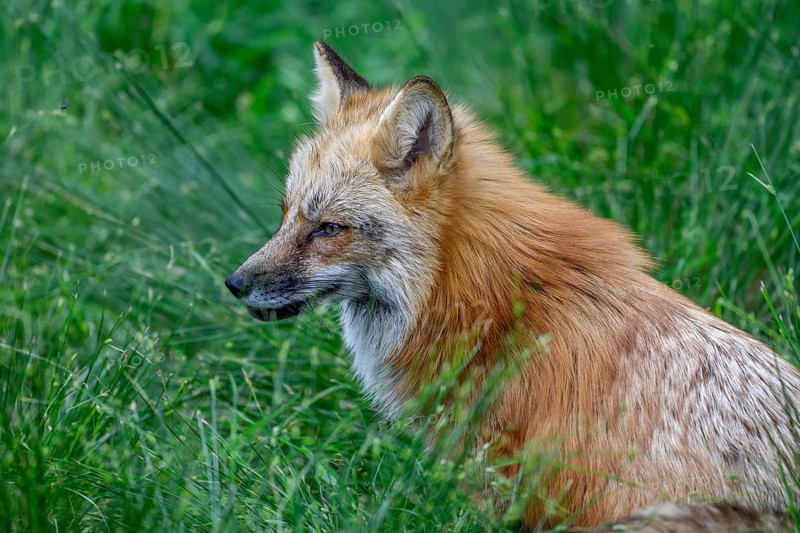 Red fox (Vulpes vulpes) lurking in a meadow, animal portrait, Parc Animalier de Sainte-Croix, Natural Park, near Rhodes, Moselle, Lorraine, France