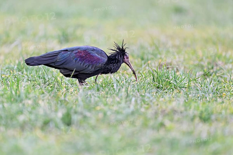 Northern bald ibis (Geronticus eremita), foraging in a meadow, Canton Zug, Switzerland