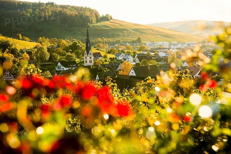 Hilly landscape and village with vineyards in autumn, sunset, Ebringen, near Freiburg im Breisgau, Markgräflerland, Black Forest, Baden-Württemberg, Germany