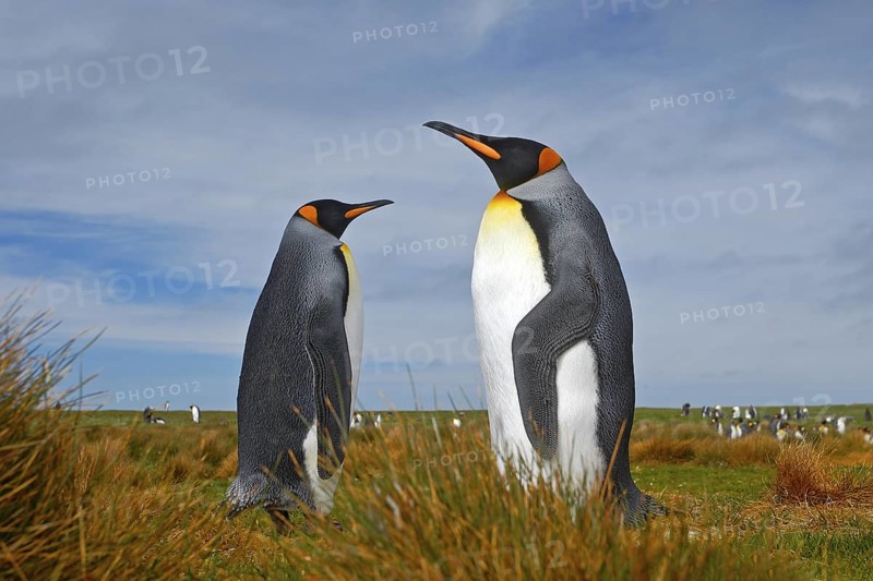 Pair of penguins. Mating king penguins with green background in Falkland Islands. Pair of penguins, love in the nature. Beautiful penguins in the nature habitat. Two birds in the grass