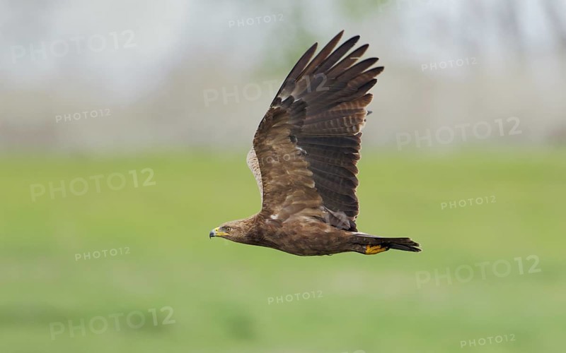 Schreiadler, lat. Aquila pomarina, im Flug von der Seite über einer Wiese