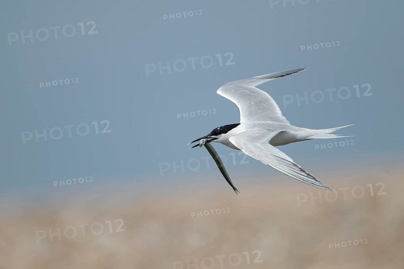Sandwich tern (Thalasseus sandvicensis) adult bird flying with a fish in its beak in the summer, England, United Kingdom