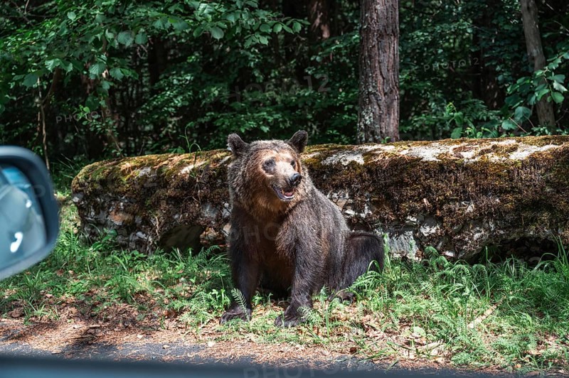 A wildlife bear (Ursus arctos) by the road in Romania