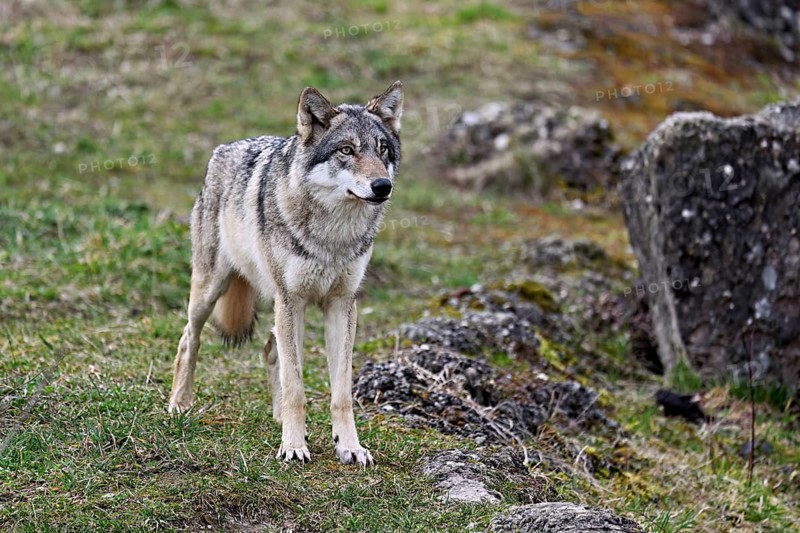 European gray wolf (Canis lupus lupus), standing on a meadow between rocks, captive, Switzerland