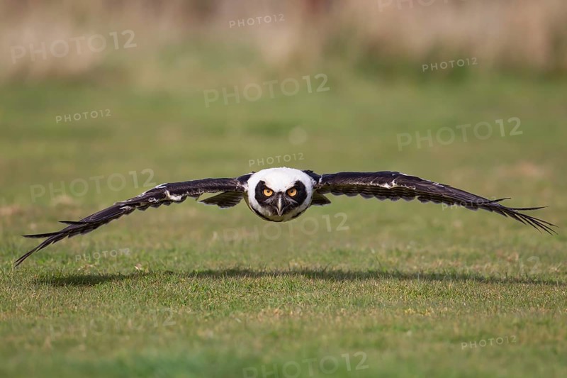 Spectacled owl (Pulsatrix perspicillata) adult bird flying over grassland, England, United Kingdom - Captive