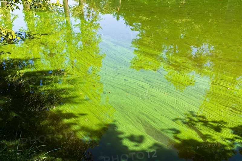 Sample of algae in the castle pond Großkmehlen, Ortrand, Brandenburg, Germany
