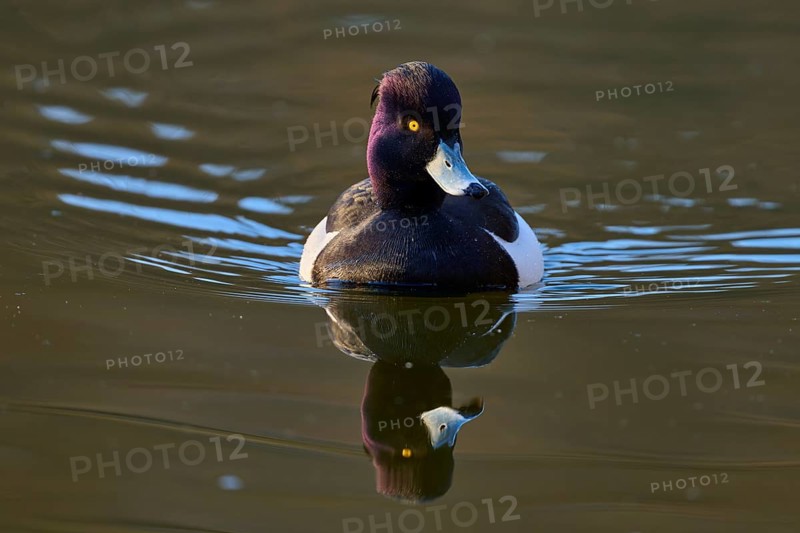 Tufted duck (Aythya fuligula), drake swimming on calm water showing its reflection, spring, Bavaria, Germany