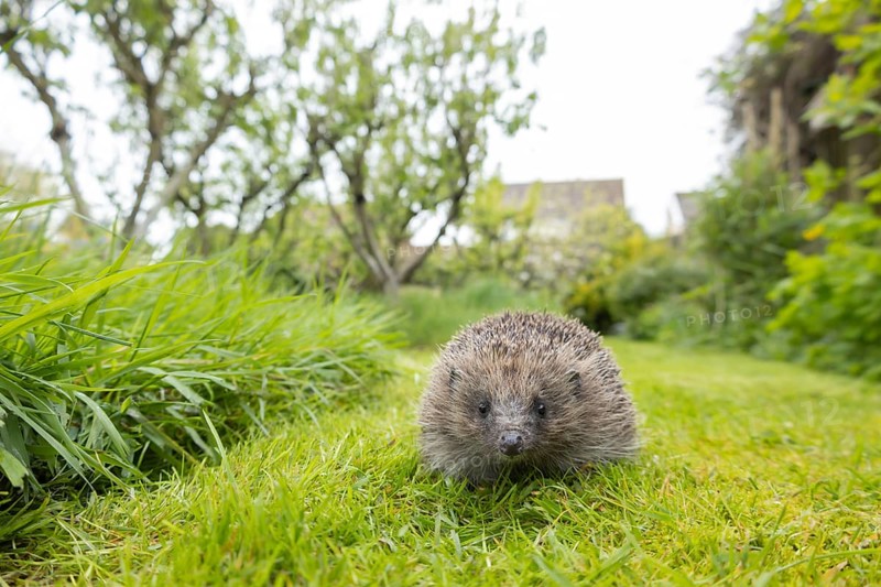 European hedgehog (Erinaceus europaeus) adult animal on an urban garden grass lawn next to a patch of long grass, Suffolk, England, United Kingdom