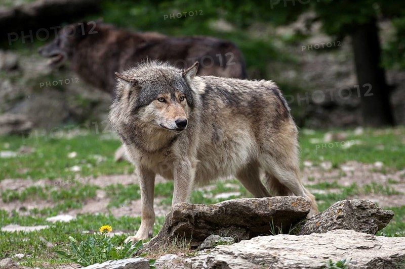 Wolf (Canis lupus), captive, Bad Mergentheim Wildlife Park, Baden-Württemberg, Germany