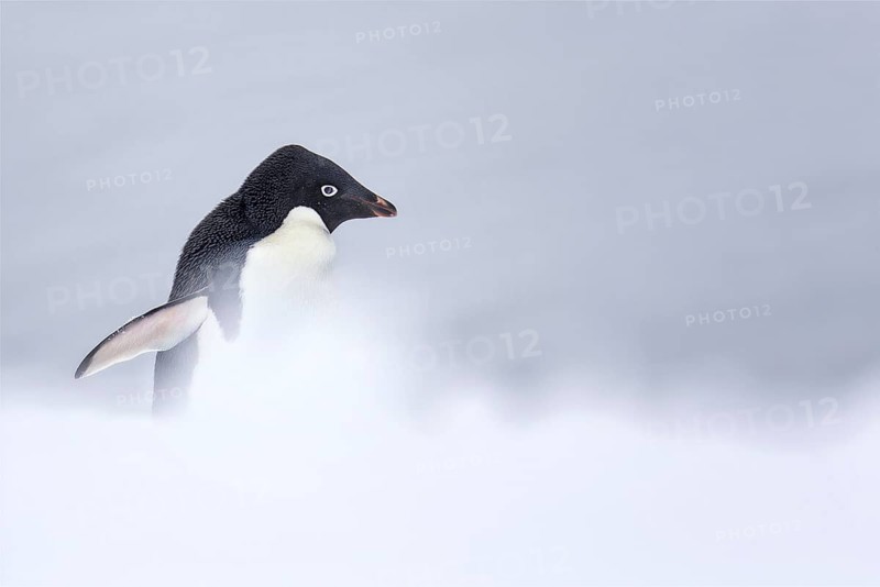 Adelie Penguin (Pygoscelis adeliae), Antarctica