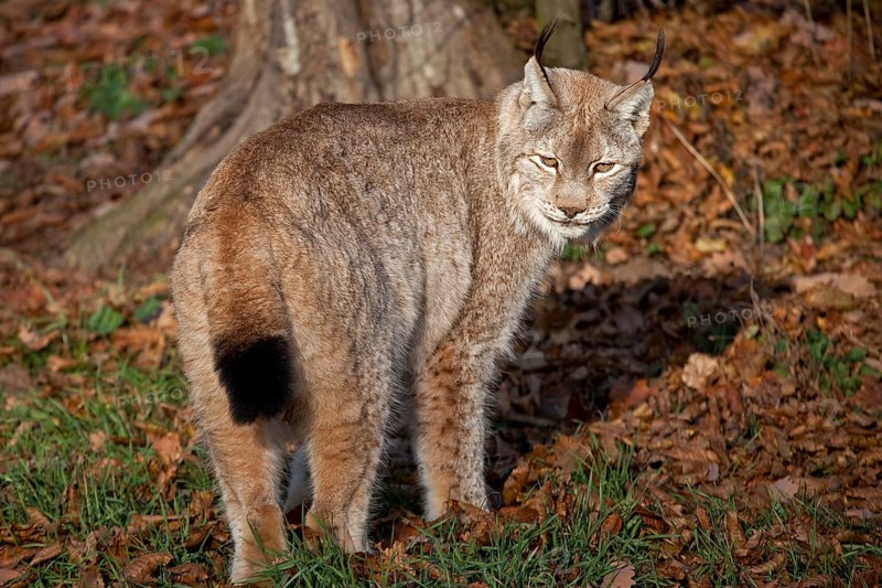 Lynx, captive, Bad Mergentheim Wildlife Park, Baden-Württemberg, Germany