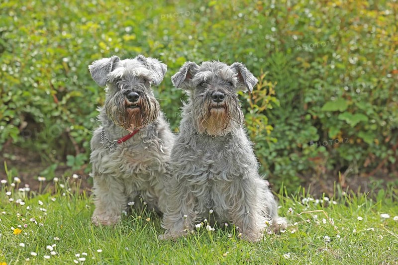Miniature Schnauzer