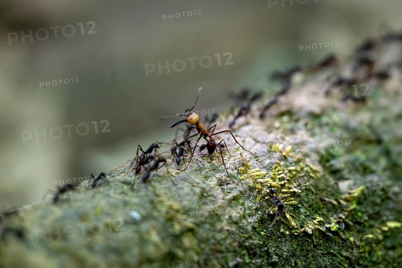 Travelling ant (Eciton burchellii), Corcovado National Park, Osa Peninsula, Puntarena Province, Costa Rica