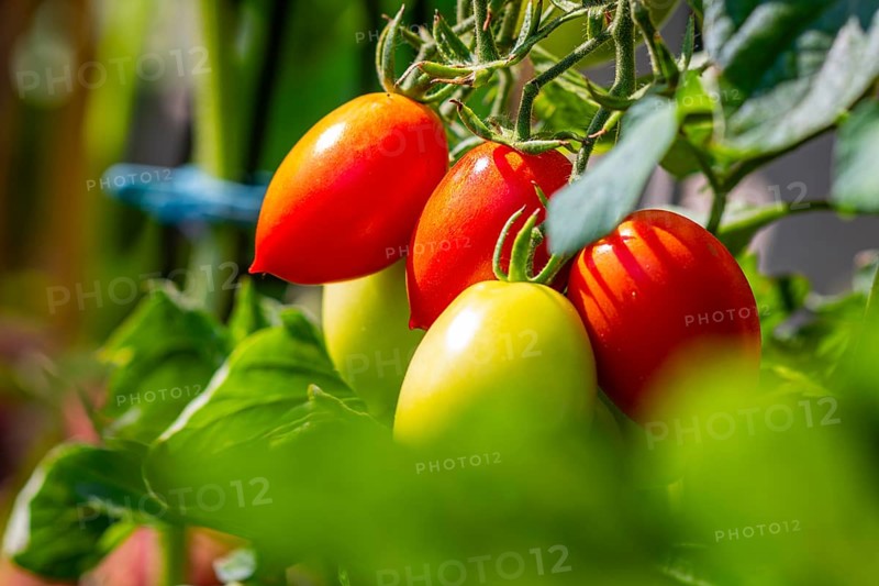 Close-up of red and green tomatoes (Solanum lycopersicum) on the plant in the garden